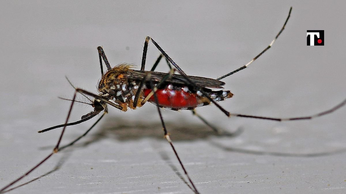 febbre dengue singapore allarme
