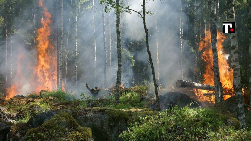 Incendi in Sardegna