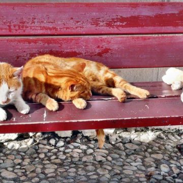 Meteo 20 26 giugno 40 gradi