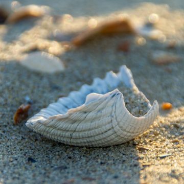 latina fegato rene ritrovati spiaggia
