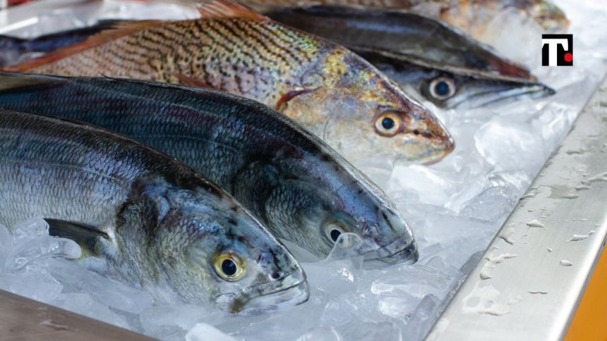 Gubbio pranzo di pesce con dissenteria