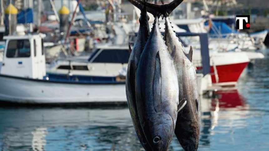 Lega: “I rincari devastano la pesca e con l’embargo alla Russia sarà peggio”