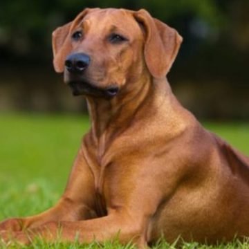 Verona, cane morto in macchina