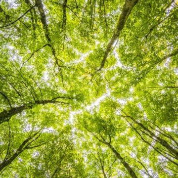 Perché piantare alberi fa male alla Terra