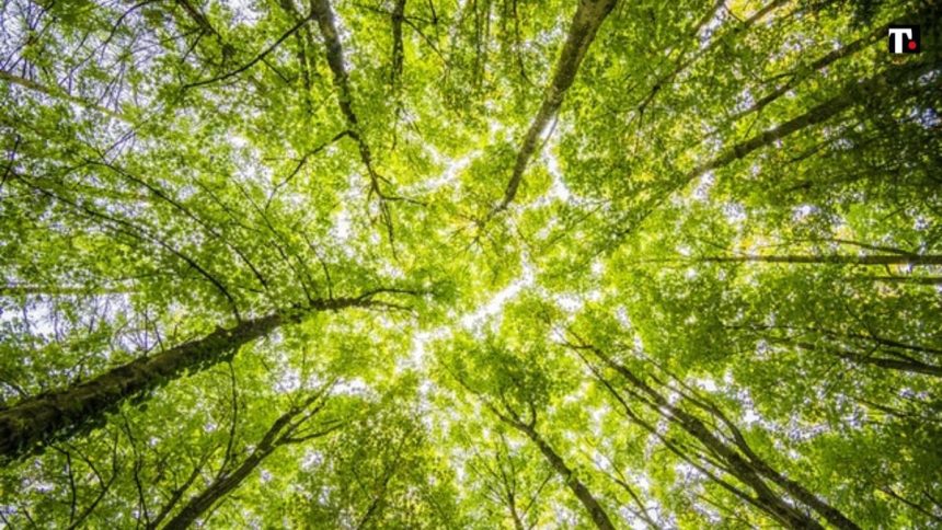 Perché piantare alberi fa male alla Terra