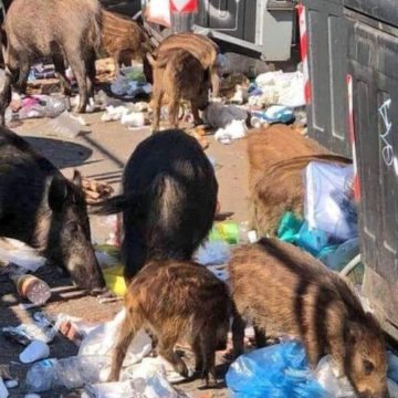 Non solo cinghiali, ecco gli animali che stanno creando danni in città e in campagna