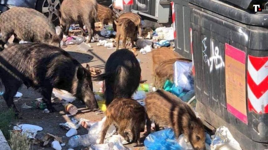 Non solo cinghiali, ecco gli animali che stanno creando danni in città e in campagna