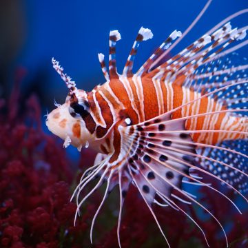pelle pesce leone