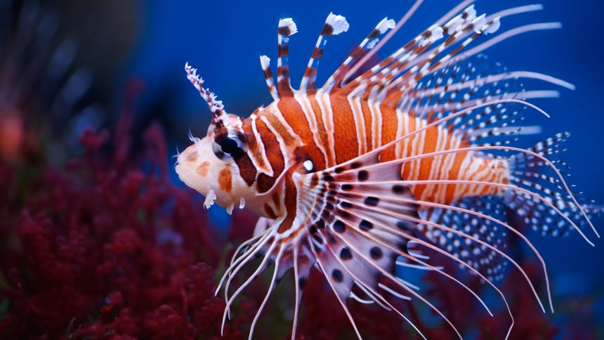 pelle pesce leone pelle pesce leone