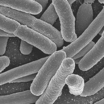 Cos'è escherichia coli