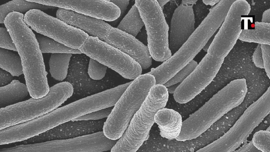 Cos'è escherichia coli