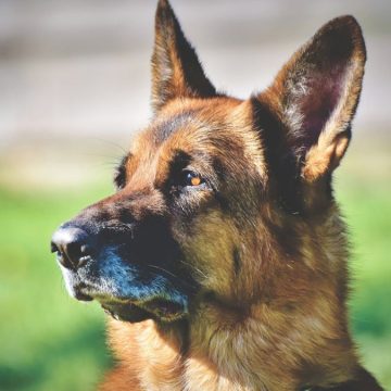 giornata mondiale del cane