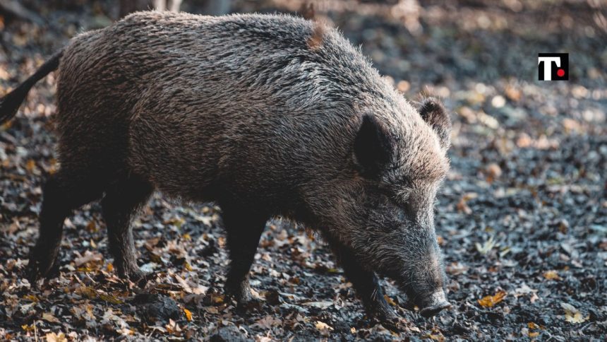 Liguria donna morsa da cinghiale