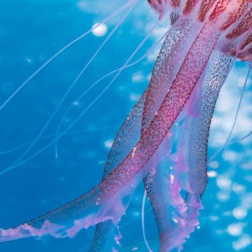 caravella portoghese