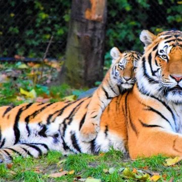 giornata mondiale della tigre giornata mondiale della tigre