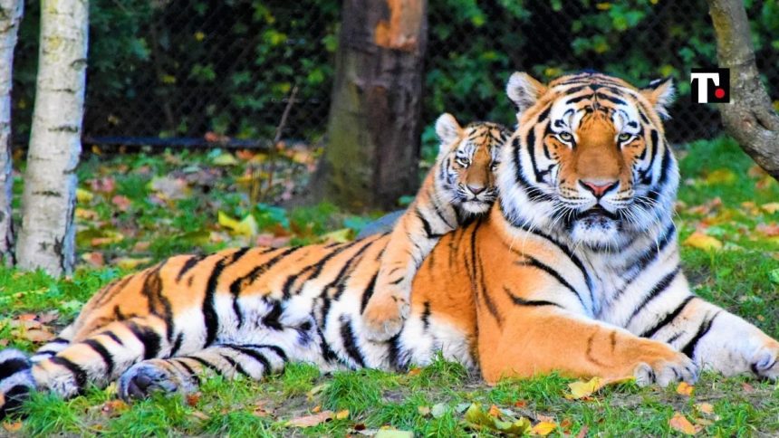 giornata mondiale della tigre
