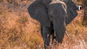 Gabon governo crisi elefanti