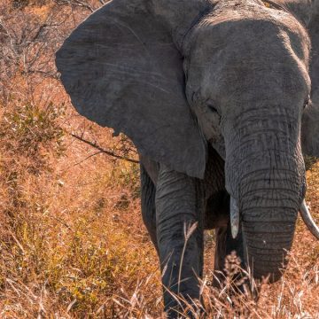 Gabon governo crisi elefanti