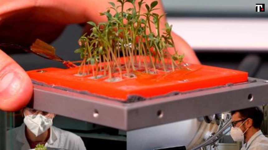 Verdure coltivate nello spazio: in orbita il primo micro-orto made in Italy