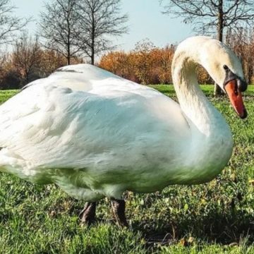ucciso brutus cigno Parco Nord