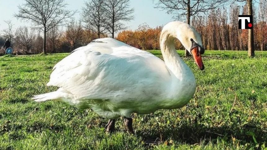 ucciso brutus cigno Parco Nord