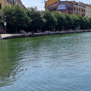 Cinghiale a Milano in Darsena