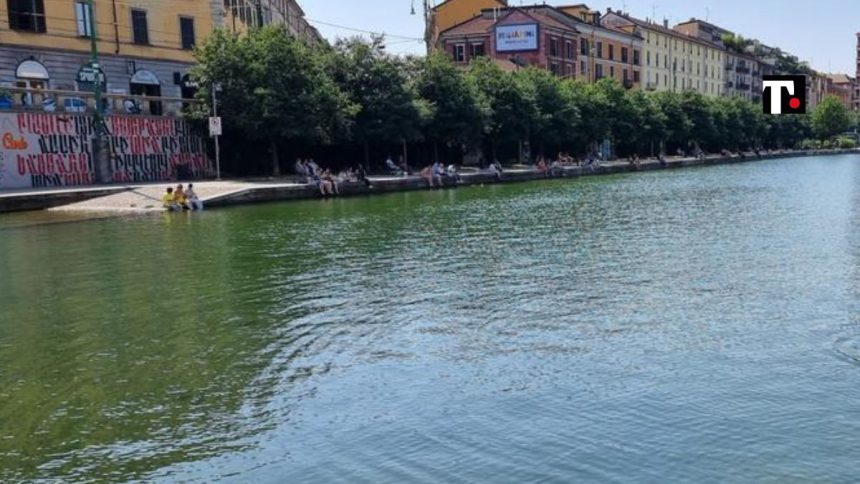 Cinghiale a Milano in Darsena