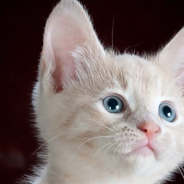 Giornata mondiale del gatto: come e perchè si festeggia?