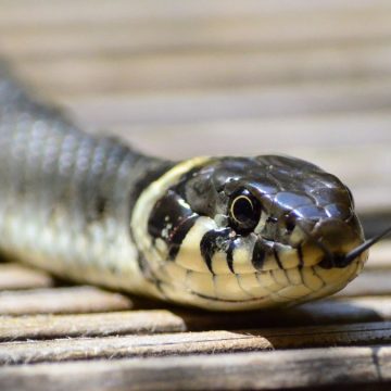 India, due fratelli uccisi da serpenti: tragedia nel Bihar
