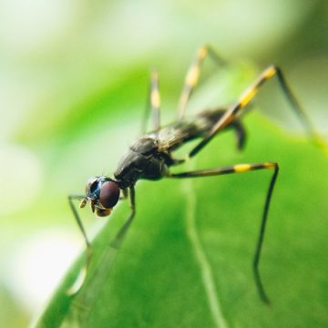 Virus Usutu, cos’è, sintomi, perchè preoccupa, casi in Italia