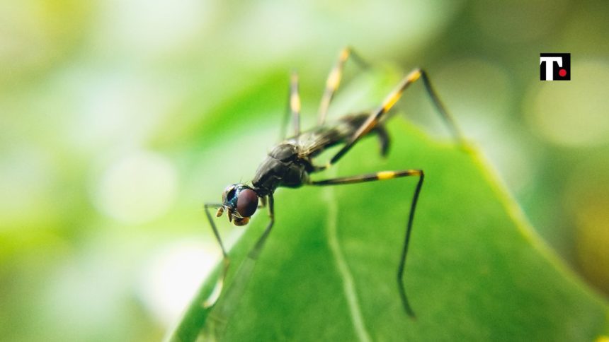 Virus Usutu, cos’è, sintomi, perchè preoccupa, casi in Italia