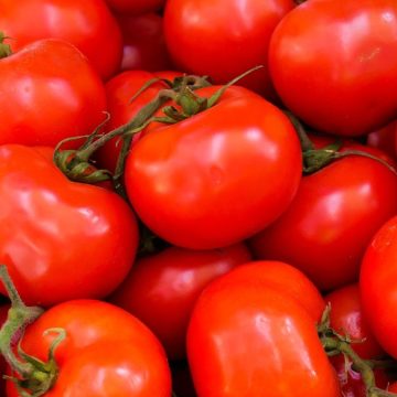 influenza del pomodoro india