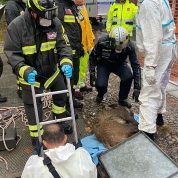 Milano cinghiale morto