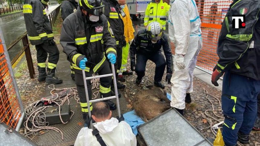 Milano cinghiale morto