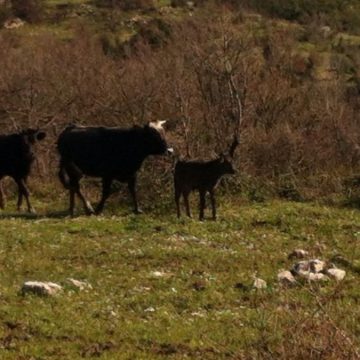 Donna travolta da una mandria di mucche