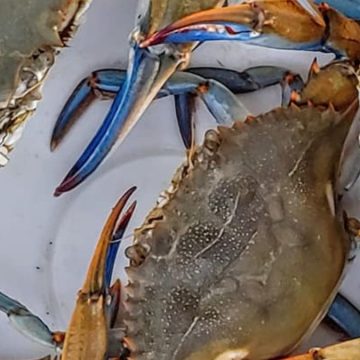 Granchi blu a Ladispoli