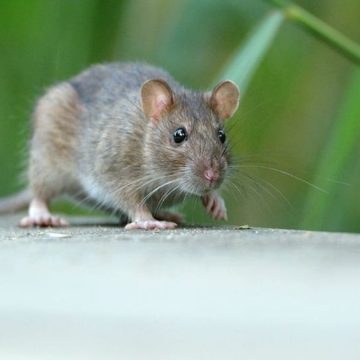 Nisida, topi morti