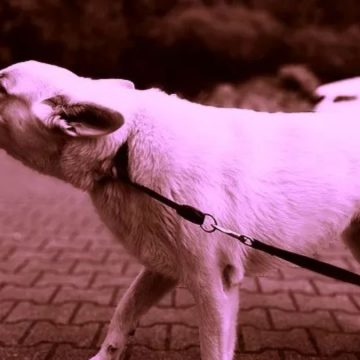 Cassazione, se cane abbaia di notte