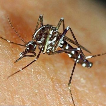 Virus West Nile