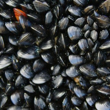 vongole spiaggia paralizzata