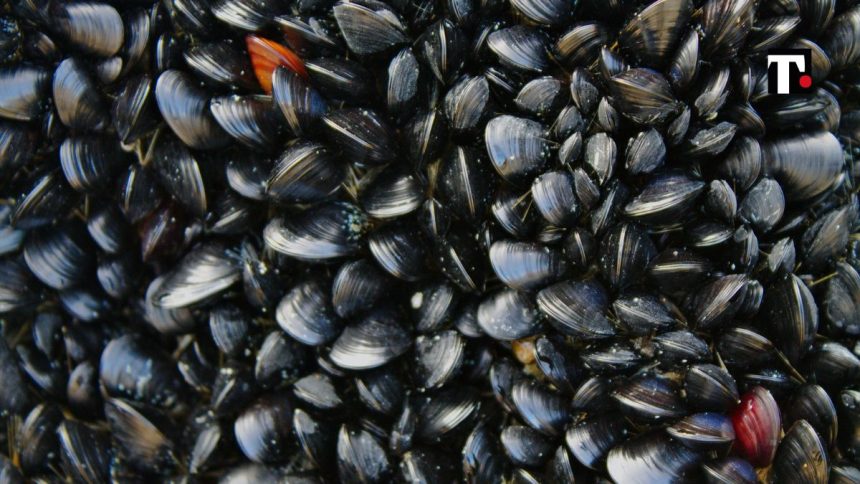 vongole spiaggia paralizzata