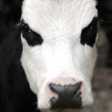 mucca pazza olanda