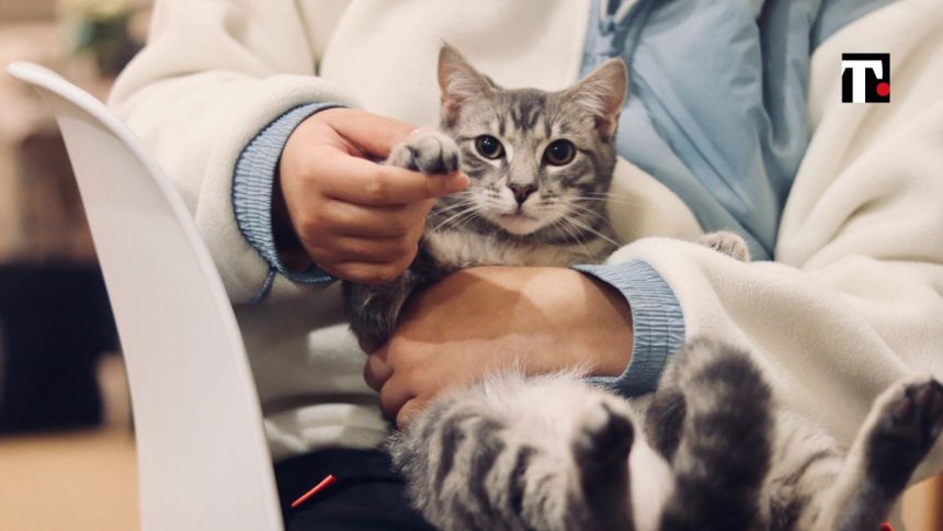 Lavoro cura animali domestici permesso