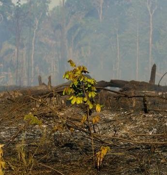 Amazzonia, deforestazione fuori controllo