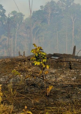 example-88 Amazzonia, deforestazione fuori controllo