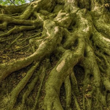avvelenamento da mandragora avvelenamento da mandragora