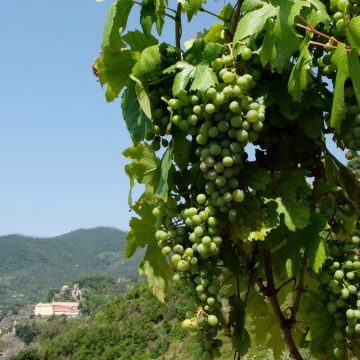 Il siero anti-età? Nasce dall’uva delle Cinque Terre e dalle ricerche spaziali