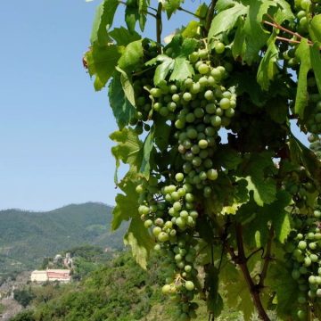 Il siero anti-età? Nasce dall’uva delle Cinque Terre e dalle ricerche spaziali