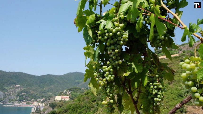 Il siero anti-età? Nasce dall’uva delle Cinque Terre e dalle ricerche spaziali