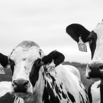 veterinaria schiacciata mucca
